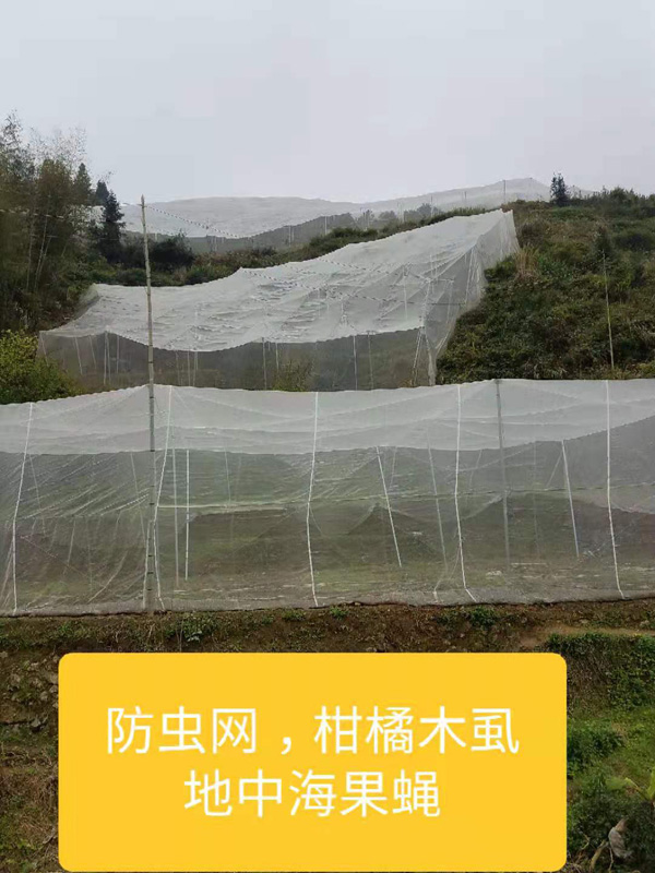 果实蝇和柑橘木虱防虫网